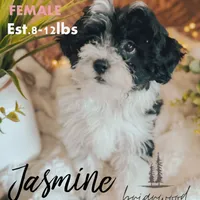 jasmine, a female Miniature Bernedoodle for sale in Nashville, TN – Photo 1 of 2