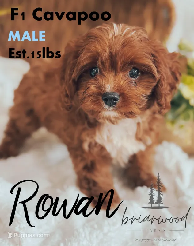 rowan – Cavapoo puppy for sale in Nashville, TN