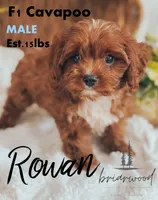 rowan, a male Cavapoo for sale in Nashville, TN – 1 of 1