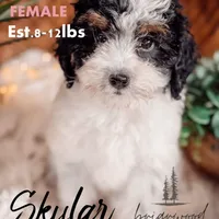 skylar, a female Miniature Bernedoodle for sale in Nashville, TN – Photo 1 of 2