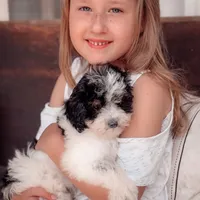 skylar, a female Miniature Bernedoodle for sale in Nashville, TN – Photo 2 of 2