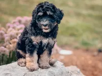 Axel, a male Miniature Bernedoodle for sale in Nashville, TN – Photo 1 of 2