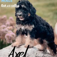 Axel, a male Miniature Bernedoodle for sale in Nashville, TN – Photo 2 of 2