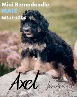 Axel, a male Miniature Bernedoodle for sale in Nashville, TN – Photo 2 of 2