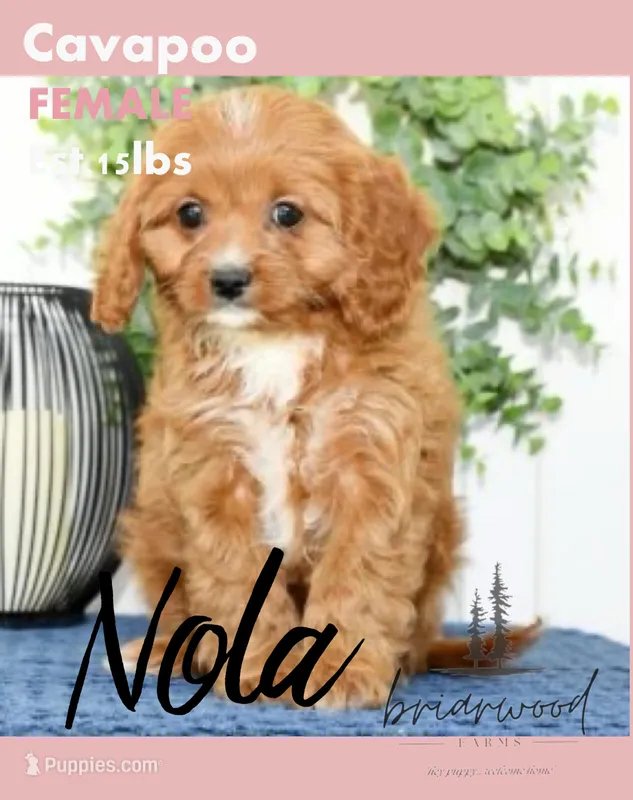 nola – Cavapoo puppy for sale in Nashville, TN