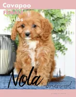 nola, a female Cavapoo for sale in Nashville, TN – 1 of 1