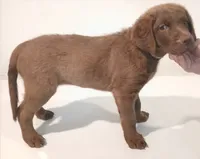 Emma and Zuma, a female Chesapeake Bay Retriever for sale in Buffalo, NY – 1 of 1