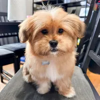 Snookie, a female Maltese and Poodle - Toy  for sale in Los Angeles, CA – Photo 7 of 7