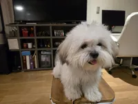 Snookie, a female Maltese and Poodle - Toy  for sale in Los Angeles, CA – Photo 6 of 7