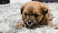 Willow, a male Maltipoo for sale in Los Angeles, CA – Photo 6 of 9