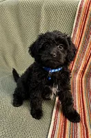 Duke, a male Pomeranian and Poodle - Miniature  for sale in Gurnee, IL – 2 of 10