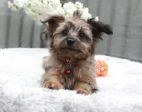 Max, a male Pomeranian and Poodle - Miniature  for sale in Gurnee, IL – 2 of 9