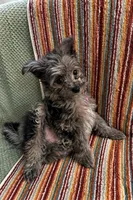 Daisy, a female Pomeranian and Poodle - Miniature  for sale in Gurnee, IL – 2 of 10