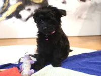 Princess, a female Pomeranian and Poodle - Miniature  for sale in Gurnee, IL – 4 of 10