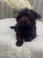 Princess, a female Pomeranian and Poodle - Miniature  for sale in Gurnee, IL – 3 of 10