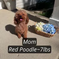 Daisy, a female Pomeranian and Poodle - Miniature  for sale in Gurnee, IL – 10 of 10