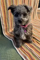 Daisy, a female Pomeranian and Poodle - Miniature  for sale in Gurnee, IL – 3 of 10
