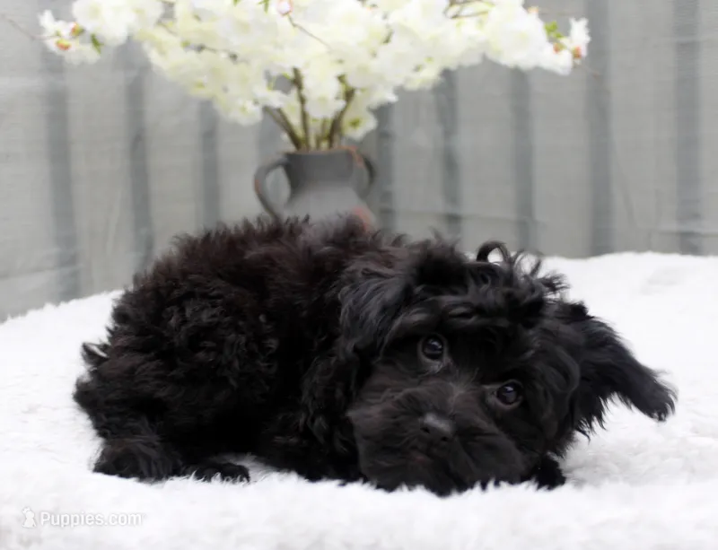Princess – Pomeranian, Poodle - Miniature  puppy for sale in Gurnee, IL