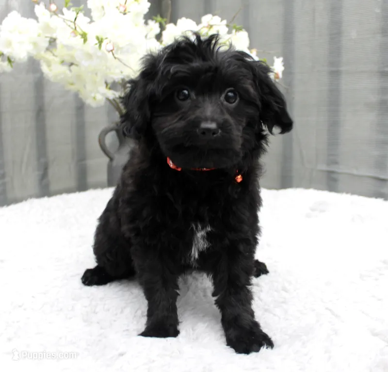 Duke – Pomeranian, Poodle - Miniature  puppy for sale in Gurnee, IL