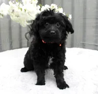Duke, a male Pomeranian and Poodle - Miniature  for sale in Gurnee, IL – 1 of 10