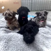 Duke, a male Pomeranian and Poodle - Miniature  for sale in Gurnee, IL – 3 of 10