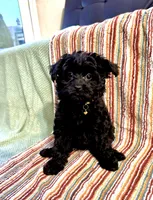 Princess, a female Pomeranian and Poodle - Miniature  for sale in Gurnee, IL – 2 of 10