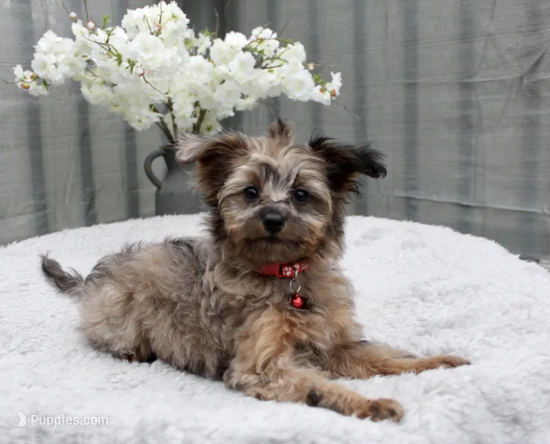 Max – Pomeranian, Poodle - Miniature  puppy for sale in Gurnee, IL
