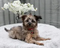Max, a male Pomeranian and Poodle - Miniature  for sale in Gurnee, IL – 1 of 9