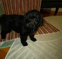 Duke, a male Pomeranian and Poodle - Miniature  for sale in Gurnee, IL – 4 of 10