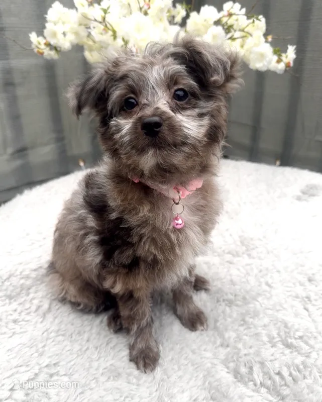 Daisy – Pomeranian, Poodle - Miniature  puppy for sale in Gurnee, IL