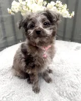 Daisy, a female Pomeranian and Poodle - Miniature  for sale in Gurnee, IL – 1 of 10