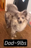 Daisy, a female Pomeranian and Poodle - Miniature  for sale in Gurnee, IL – 9 of 10