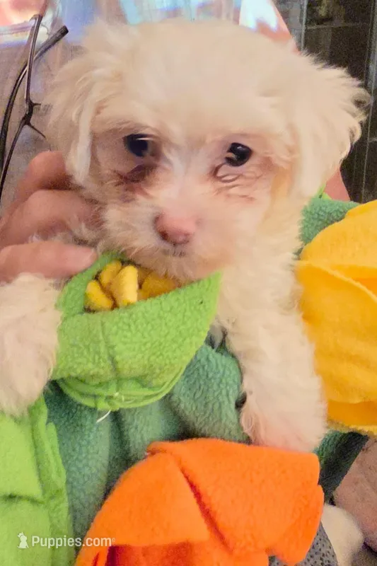Girl 3 – Maltese puppy for sale in Kissimmee, FL