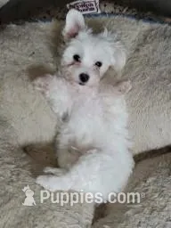 Girl 1 – Maltese puppy for sale in Kissimmee, FL