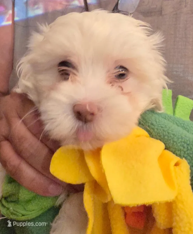girl 2 – Maltese puppy for sale in Kissimmee, FL