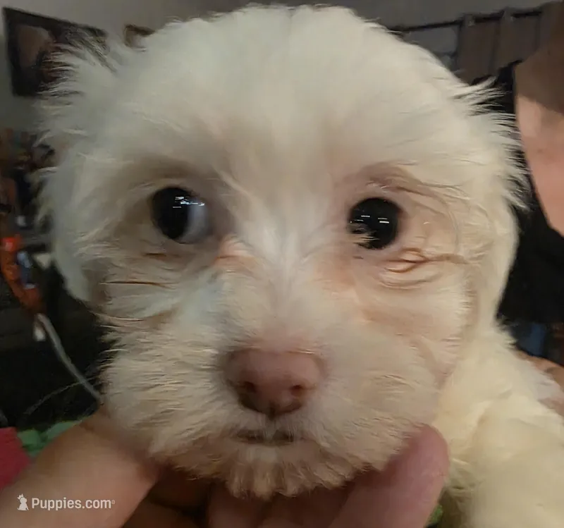 girl 2 – Maltese puppy for sale in Kissimmee, FL