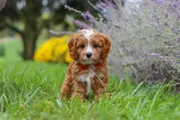 Quinton, a male Cavapoo for sale in Sugarcreek, OH – 5 of 9