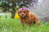 Queeny, a female Cavapoo for sale in Sugarcreek, OH – 2 of 8