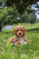 Qualen, a male Cavapoo for sale in Sugarcreek, OH – 8 of 10
