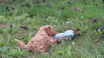 Qualen, a male Cavapoo for sale in Sugarcreek, OH – 10 of 10