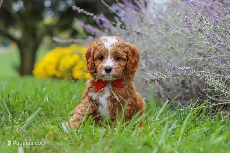 Quinton – Cavapoo puppy for sale in Sugarcreek, OH