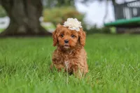 Rosie, a female Cavapoo for sale in Sugarcreek, OH – 6 of 10