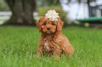 Rosie, a female Cavapoo for sale in Sugarcreek, OH – 2 of 10