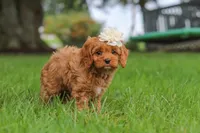 Rosie, a female Cavapoo for sale in Sugarcreek, OH – 7 of 10