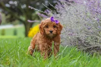 Queeny, a female Cavapoo for sale in Sugarcreek, OH – 1 of 8