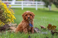 Ranger, a male Cavapoo for sale in Sugarcreek, OH – 3 of 10
