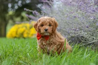 Rover, a male Cavapoo for sale in Sugarcreek, OH – 3 of 10