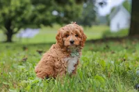Qualen, a male Cavapoo for sale in Sugarcreek, OH – 3 of 10