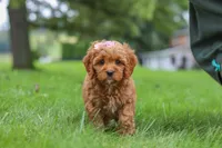 Rylie, a female Cavapoo for sale in Sugarcreek, OH – 3 of 8