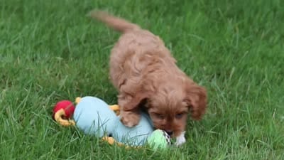 Rosie, a female Cavapoo for sale in Sugarcreek, OH – 10 of 10